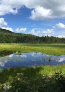 Beaver Pond
